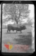Toro en la dehesa · Antonio González Martín-Gamero, 1900