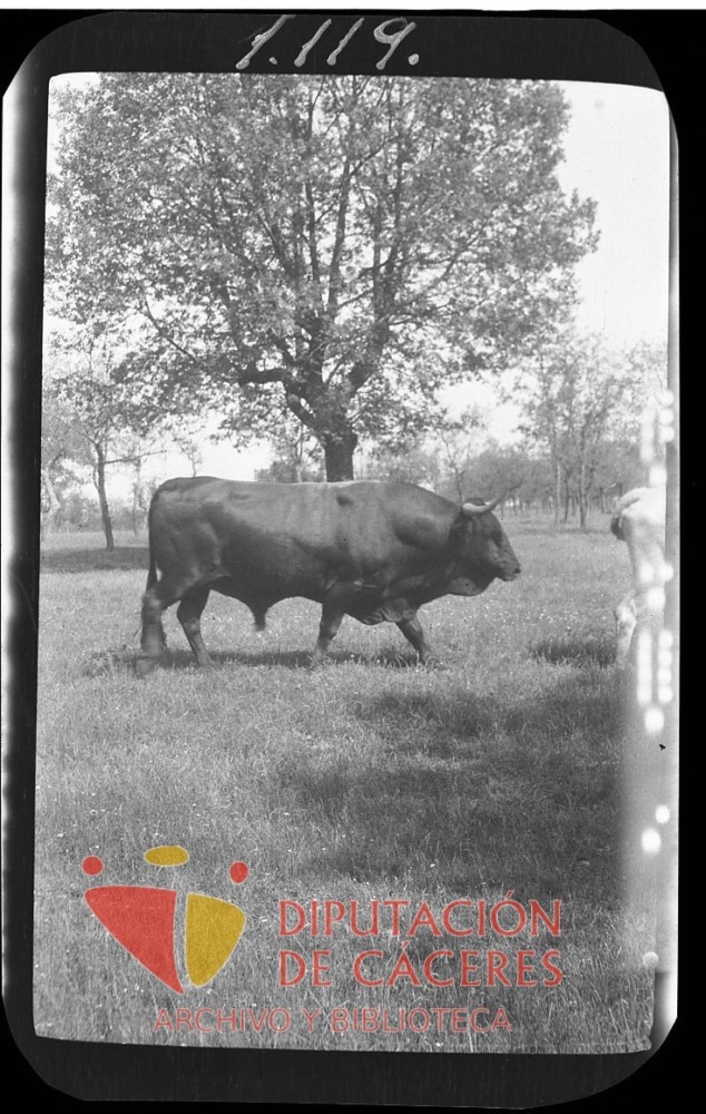 Toro en la dehesa