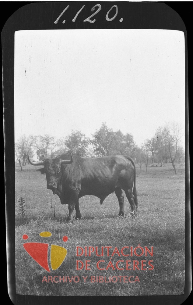Toro en la dehesa