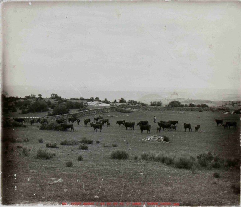 Toros en dehesa