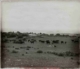 Toros en dehesa