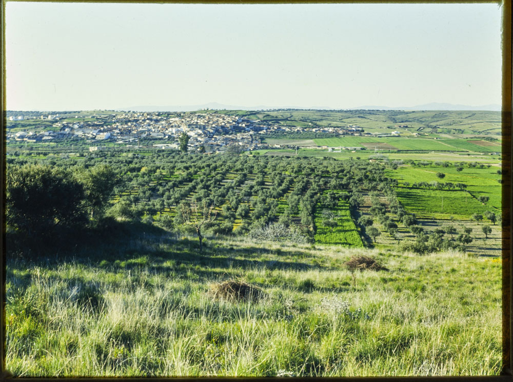 Torrejoncillo. Vista general. Campos de olivar y cereales