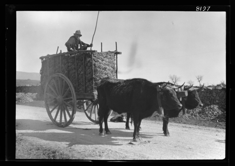 Transporte: carro largo y estrecho