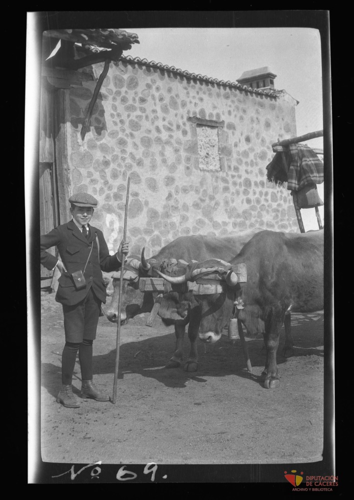 Un vaquero junto a dos bueyes
