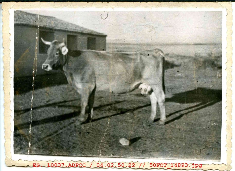 Vaca
