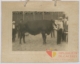 Vaca de raza holandesa · Javier García Téllez, 1920