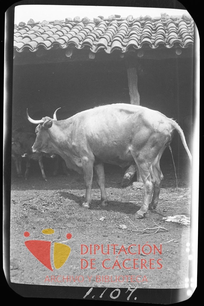Vaca orinando