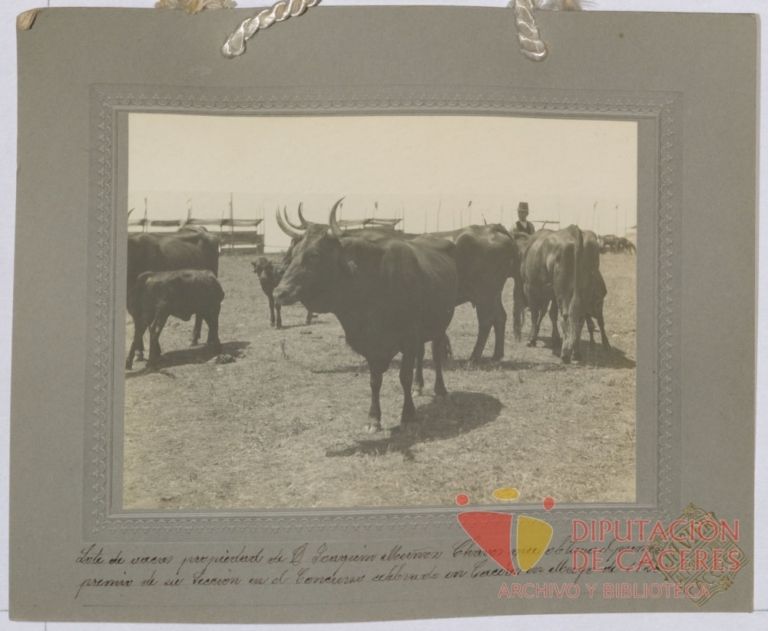 Vacas de pura raza extremeña: primer premio