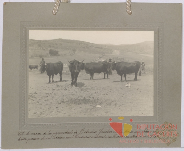Vacas de pura raza extremeña: tercer premio