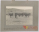 Vacas de pura raza extremeña: tercer premio · Javier García Téllez, 1920