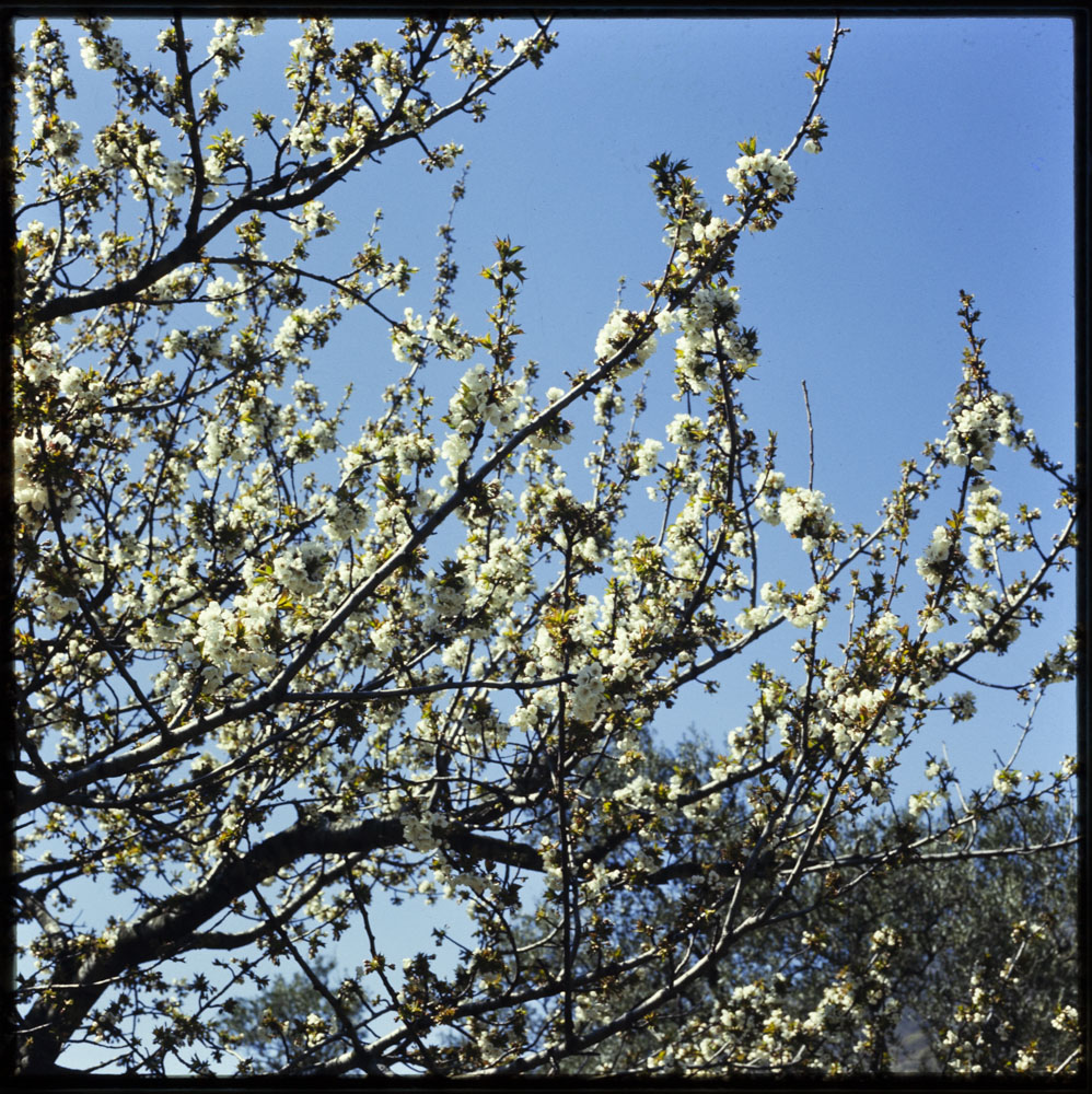 Valle del Jerte, Cáceres Cerezo en flor · Luis Agromayor