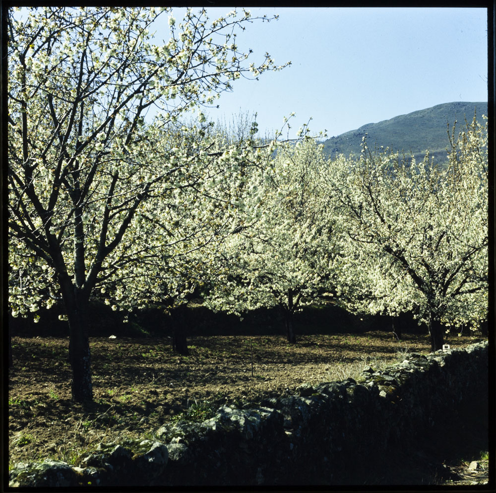 Valle del Jerte, Cáceres Cerezos en flor · Luis Agromayor