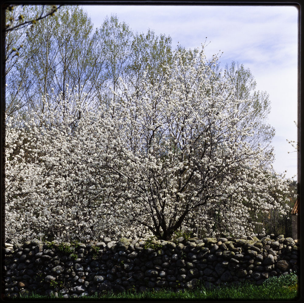 Valle del Jerte. Cerezo en flor · Luis Agromayor