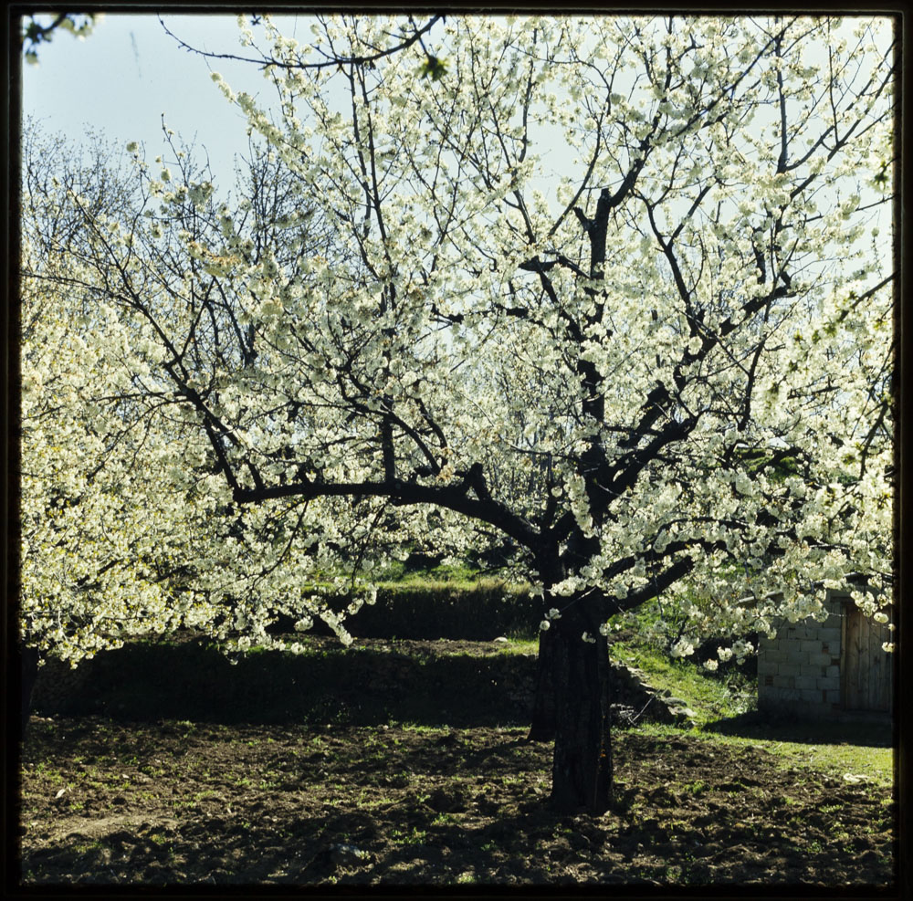 Valle del Jerte. Cerezo en flor