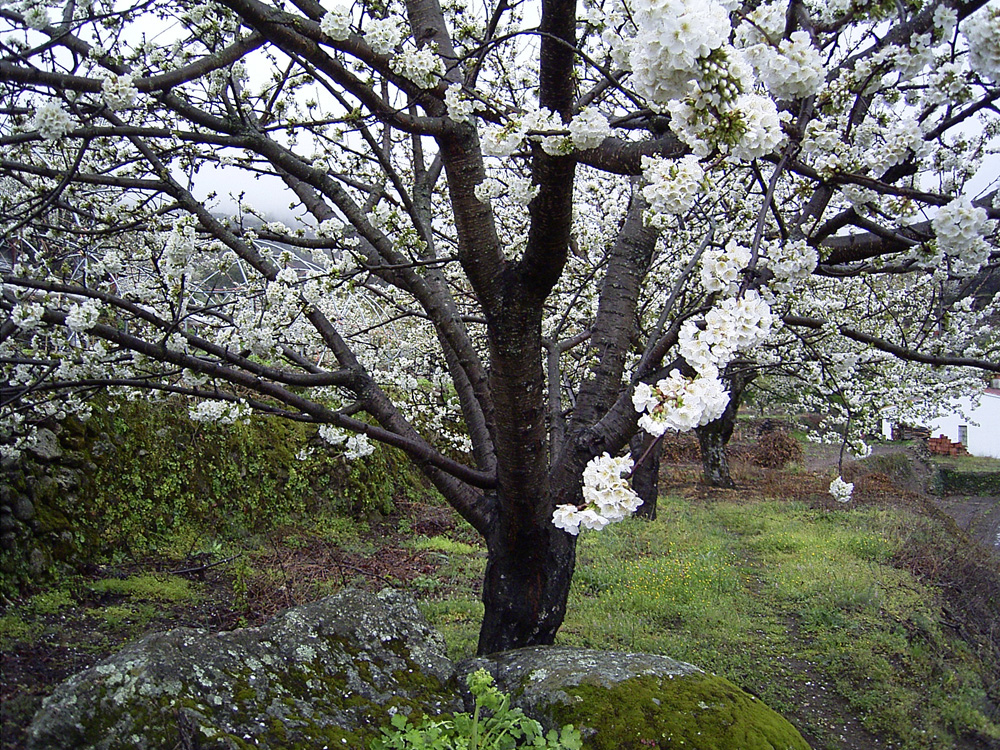 Valle del Jerte. Cerezo en flor, 2005