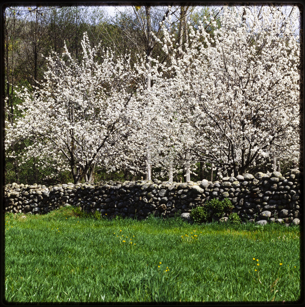 Valle del Jerte. Cerezos en flor · Luis Agromayor