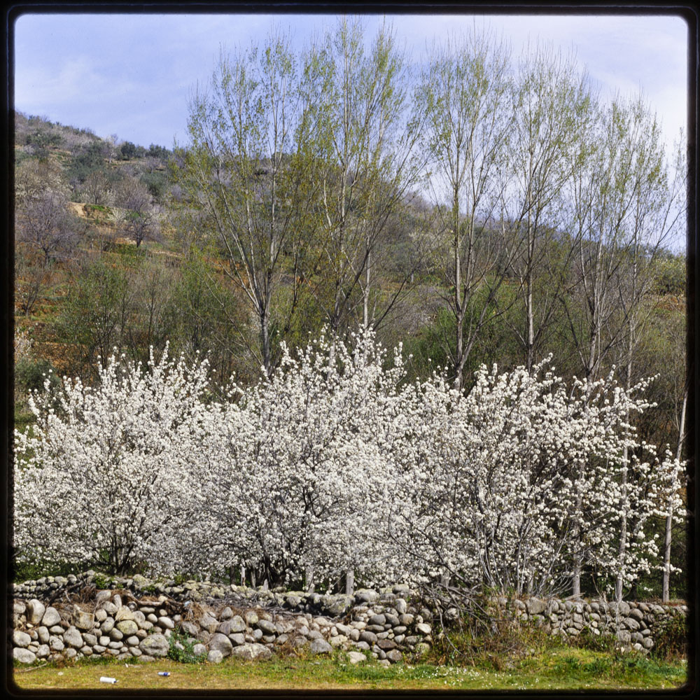 Valle del Jerte, Extremadura. Cerezos en flor · Luis Agromayor