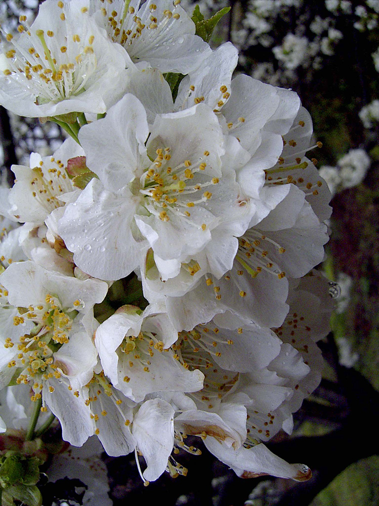 Valle del Jerte. Flores de cerezo, 2005