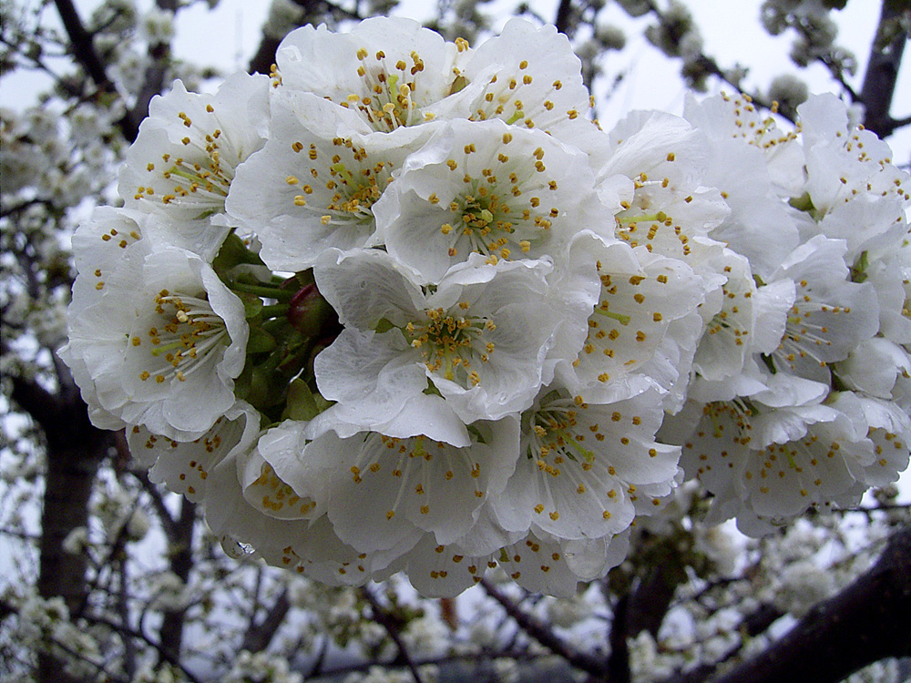 Valle del Jerte. Flores de cerezo
