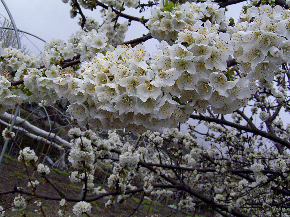 Valle del Jerte. Flores de cerezo, 2005