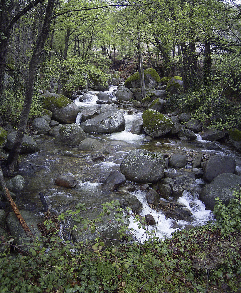Valle del Jerte. Río en un bosque