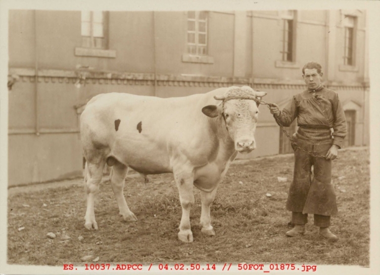 Vaquero con toro junto al Hospital Provincial de Cáceres