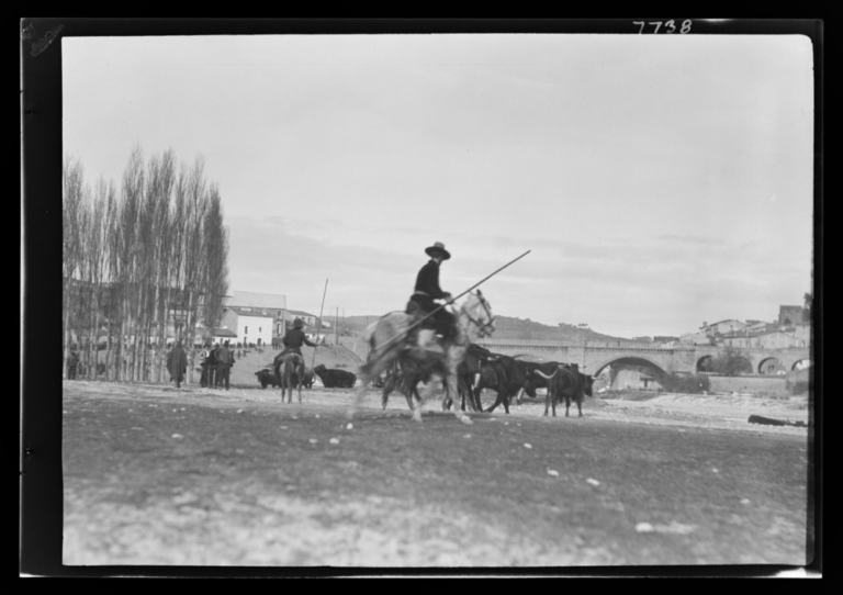 Vaqueros con el ganado en el mercado; al fondo, el puente de Trujillo