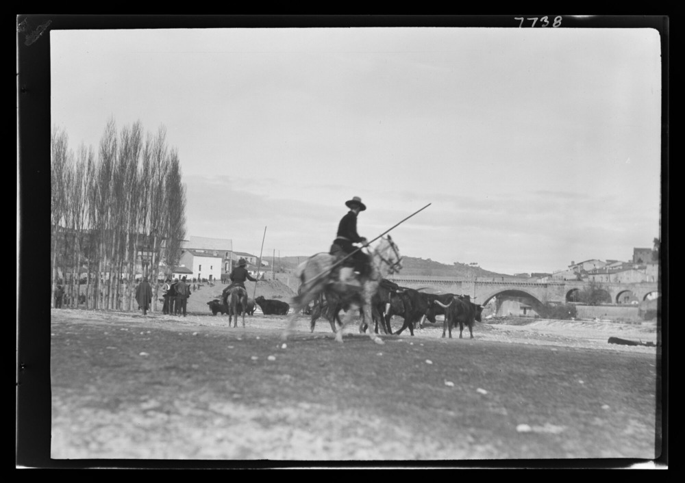 Vaqueros con el ganado en el mercado; al fondo, el puente de Trujillo