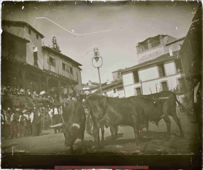 Varios toros en la plaza mayor de Jaraíz de la Vera