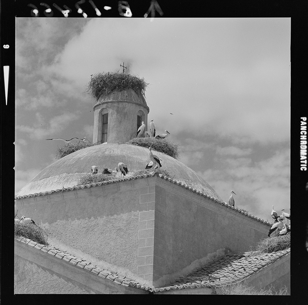 Villamesías Cáceres cigüeñas