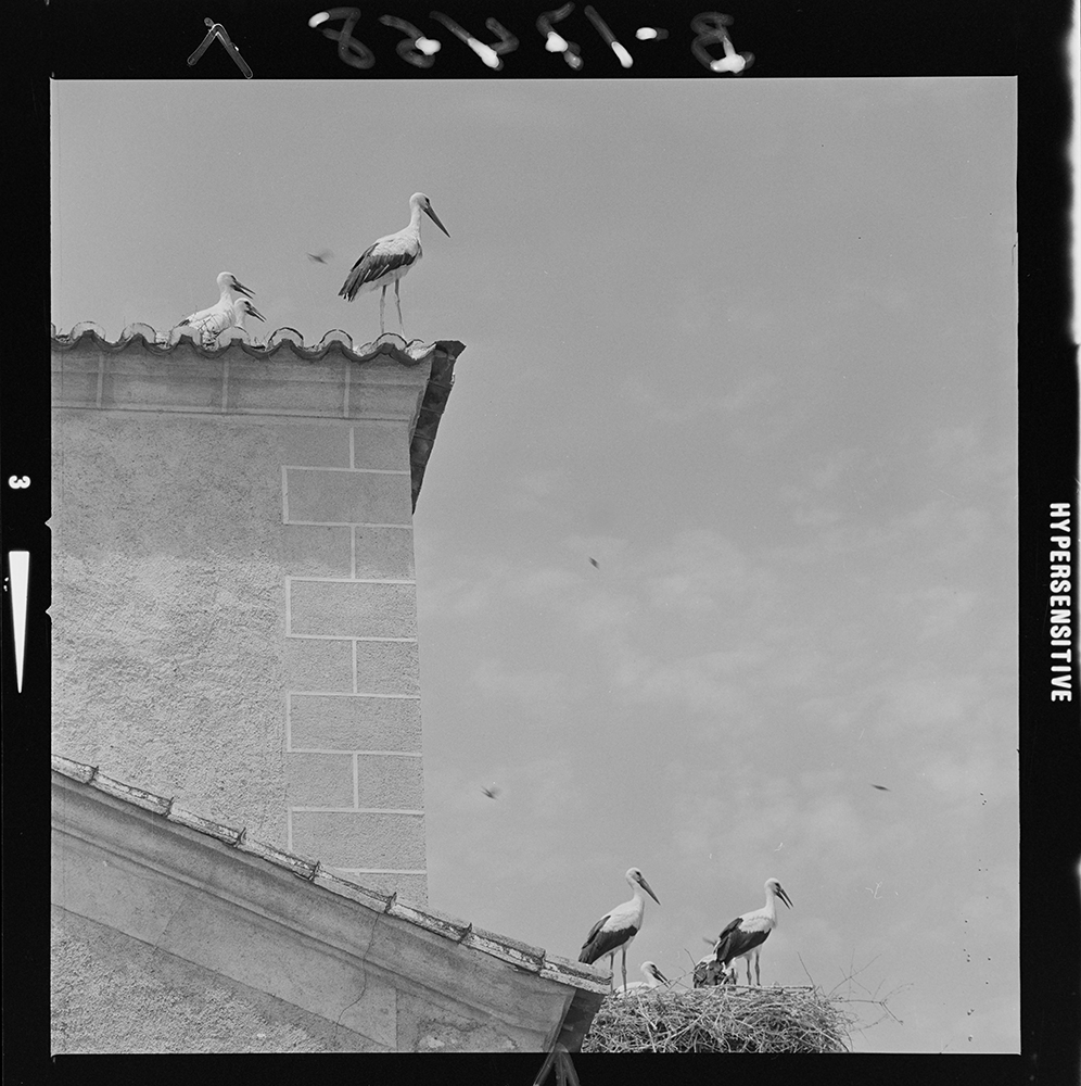 Villamesías Cáceres cigüeñas
