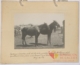 Yeguas de cruce español: tercer premio · Julián Perate Barroeta, 1920